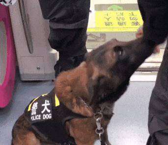 因为带狗狗出门玩，宠主们个个都有高招，被二哈的表情逗笑了