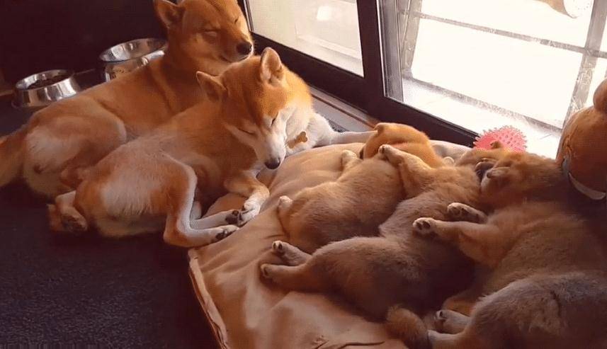 柴犬 夫妻 生了3只奶狗 把它们当宝一样 狗爸很暖心啊 狗狗 全网搜
