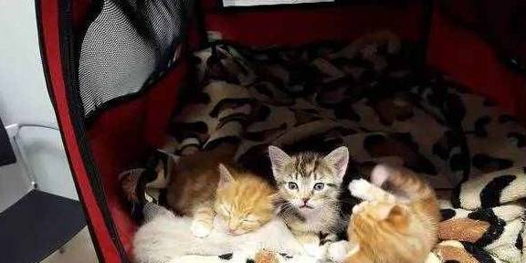 泪目！哺乳母猫遭不公对待以致瘫痪，为了小猫依然坚强地爬去喂奶_救援