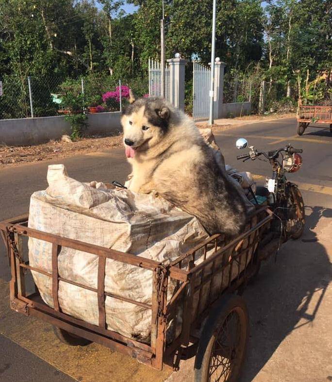 毛孩子二哈跟主人一起收废品，还会帮忙看“货物”，狗子也是捡的