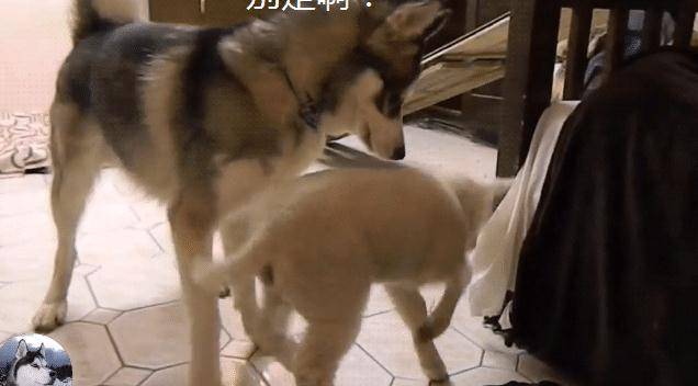 小羊主人给二哈找了个“媳妇”，网友却担心了，狗：养肥了再吃
