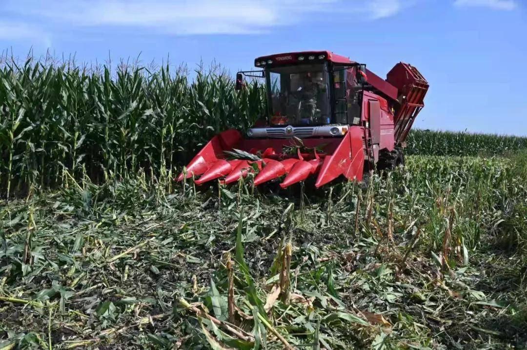 黑龙江|引领地标高质量发展 | 黑龙江糯玉米：粒粒“金黄”铺就“黄金”大道