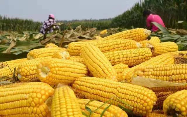 黑龙江|引领地标高质量发展 | 黑龙江糯玉米：粒粒“金黄”铺就“黄金”大道