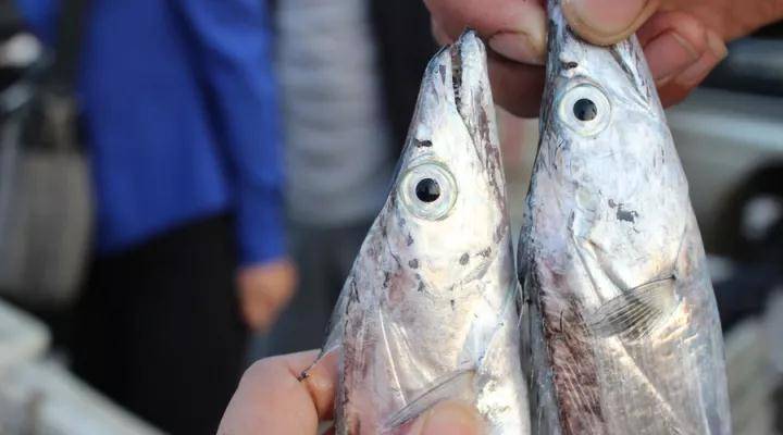 物质|“甲醛带鱼”是这般模样，要学会辨认！挑选带鱼前需明白以下内容
