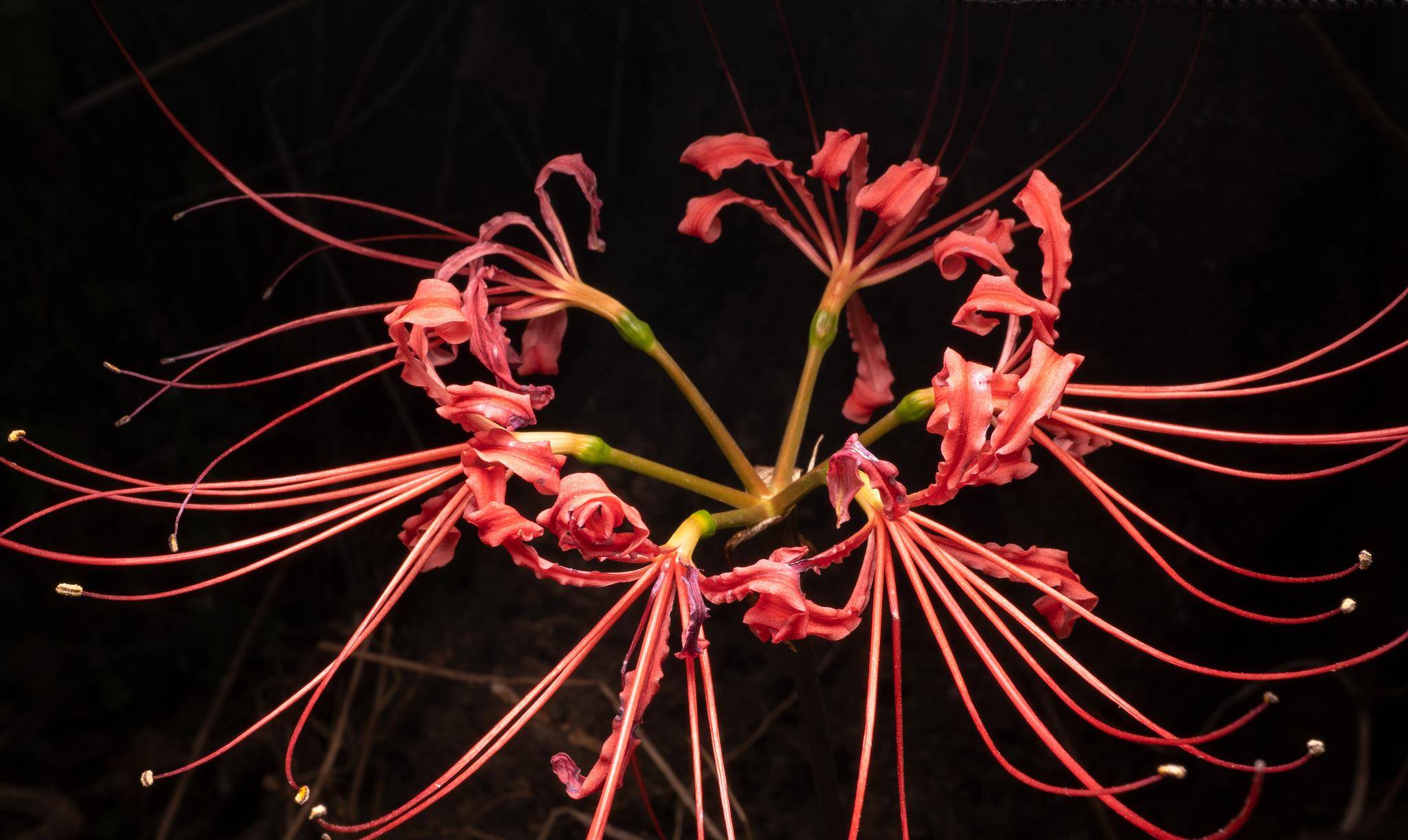 石蒜花和彼岸花一样吗 白色 石蒜花和彼岸花一样吗 白色