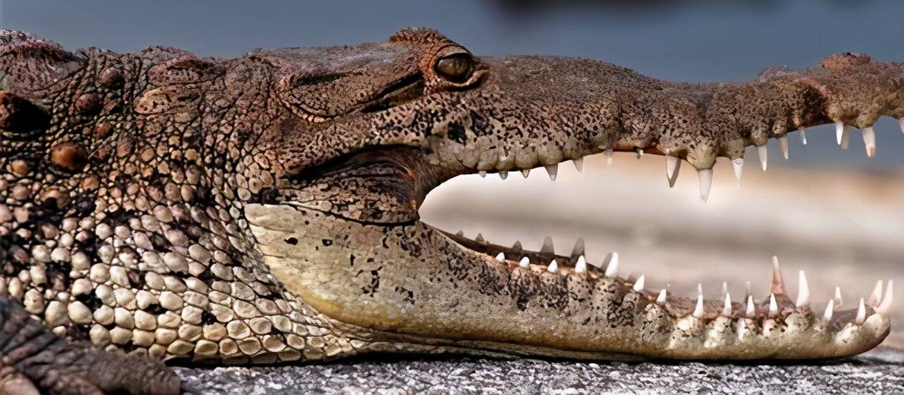 鲨鱼一生可换数万颗牙,鳄鱼可换50次牙,为什么人类只能换一次?_牙齿