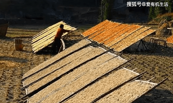 生活|农村娃小时候的零食“红薯干”，你喜欢吃吗？