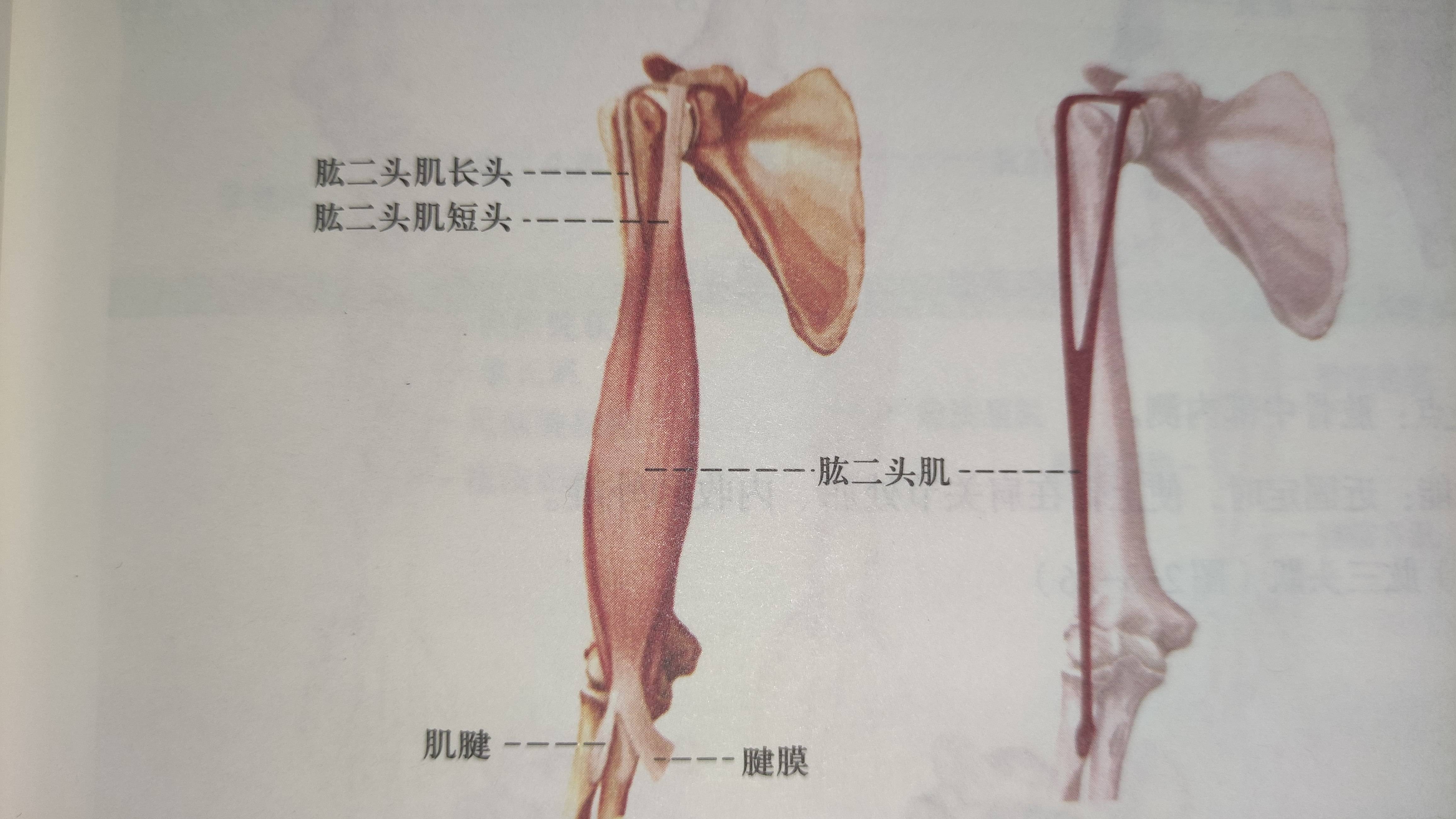 肱三头肌功能：使前臂在肘关节处伸，长头还可使上臂在肩关节处伸。前臂