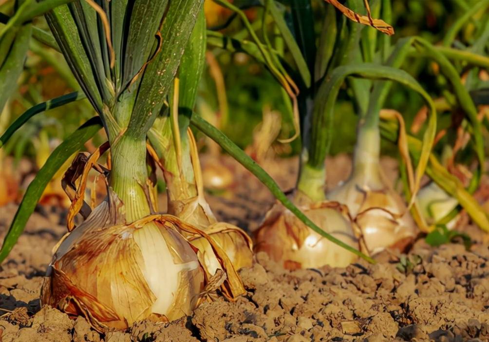 冬季洋葱想要高产,该如何管理?_鳞茎