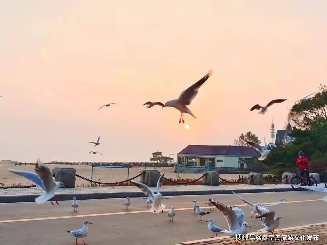 地方|安排！秦皇岛最美海鸥季，最佳观赏地大集合~