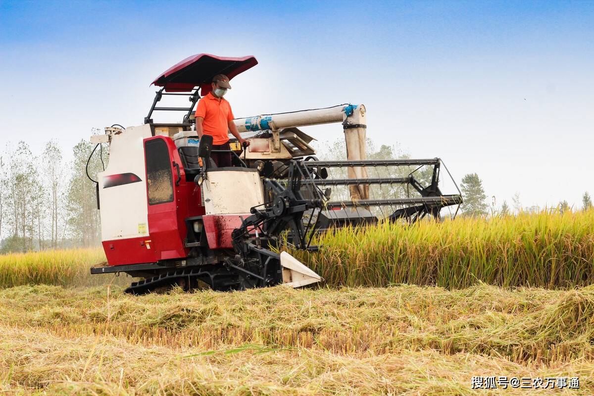 山东|备货结束？玉米、小麦进入下跌“快车道”，稻谷也不例外，咋回事