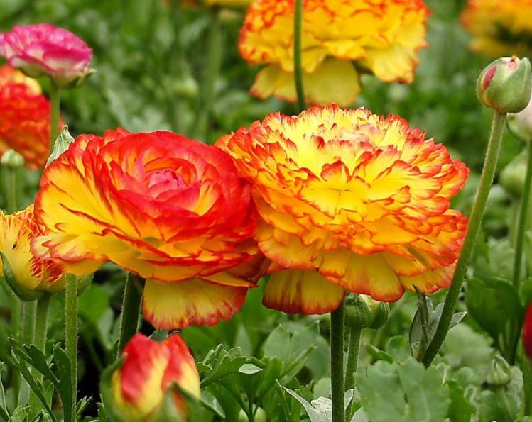 此花花型似牡丹 比牡丹好养 寓意美好惹人爱 用作切花没接了 种球