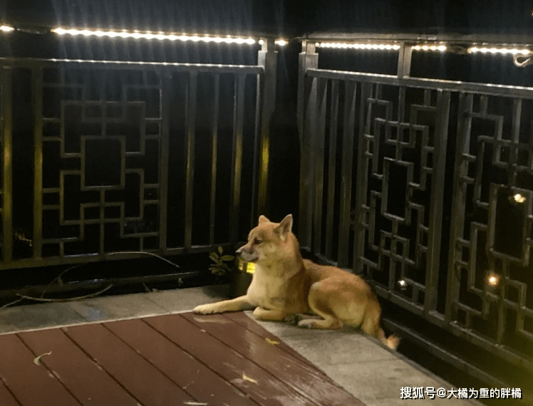柴犬受伤柴犬流浪街头，走丢5天后，主人却被蒙在鼓里，家人没告诉他