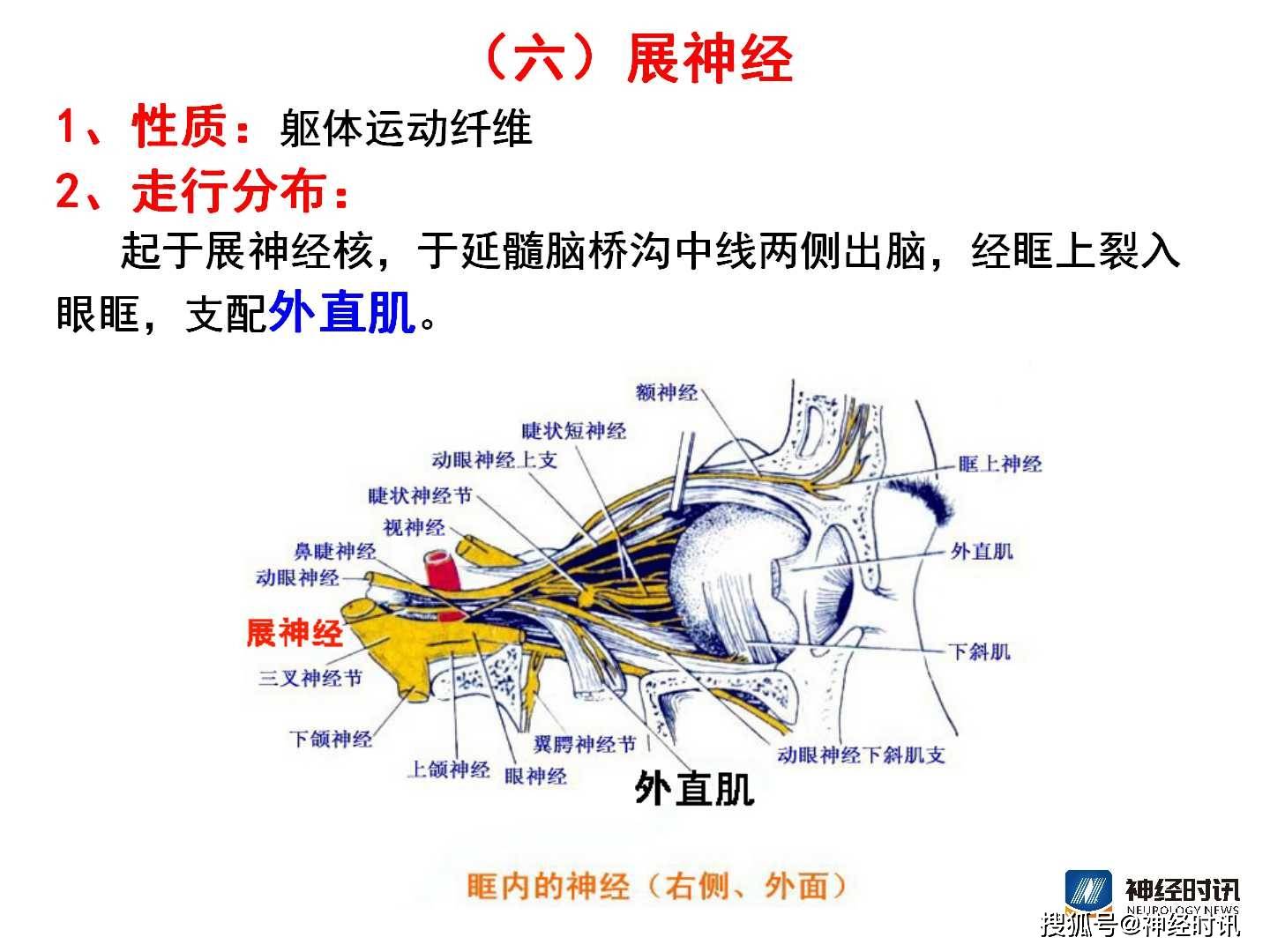 脑神经解剖图精细课件讲解