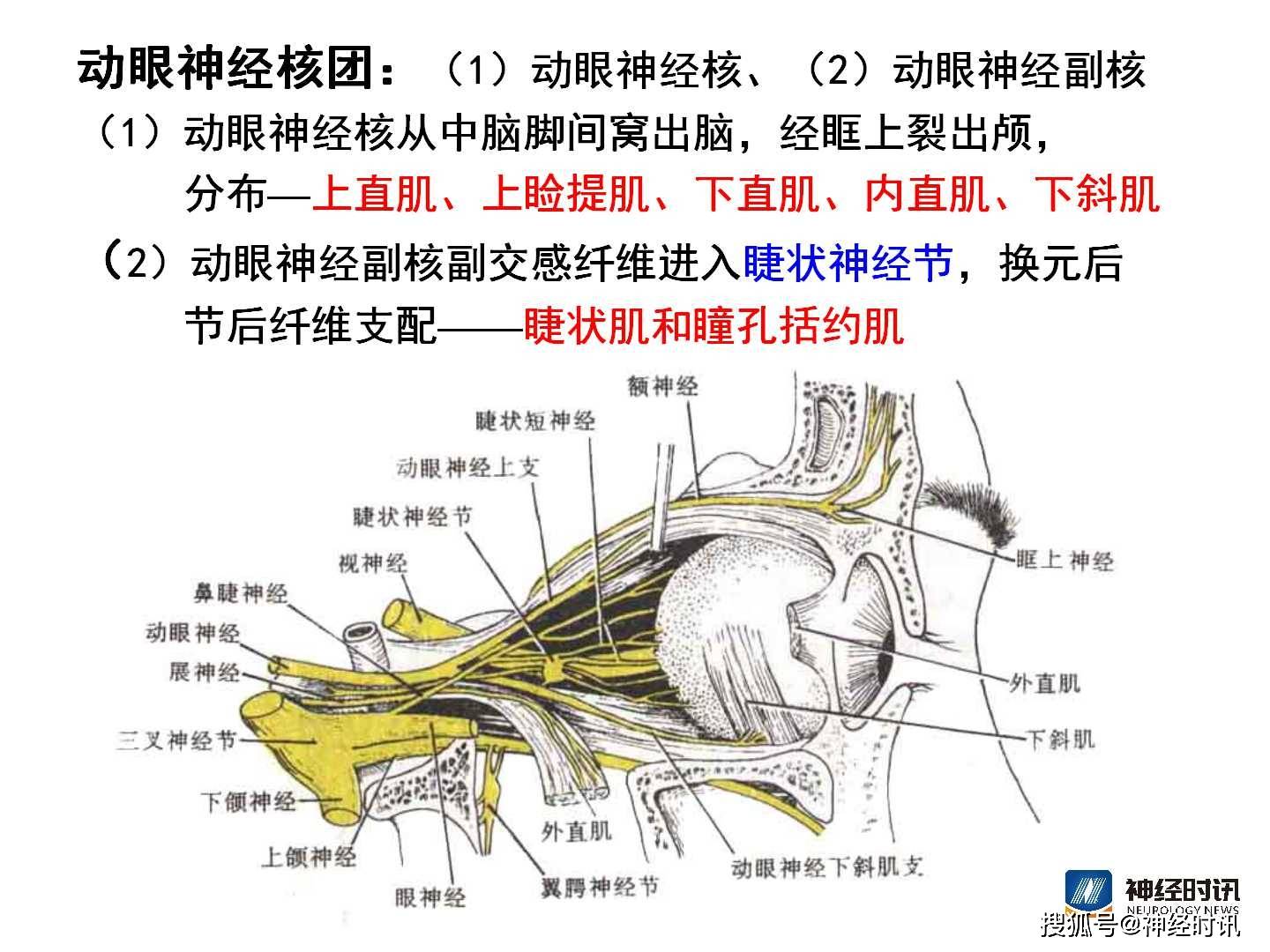 腦神經解剖圖精細課件講解