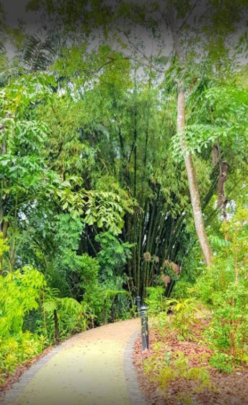 丛林游乐场、自然博物馆、山路徒步……新加坡这个公园翻新后更好玩啦~