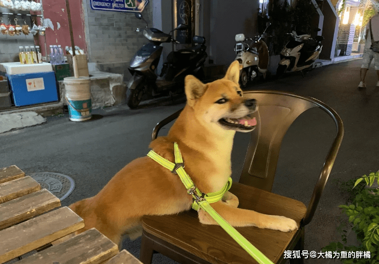 柴犬受伤柴犬流浪街头，走丢5天后，主人却被蒙在鼓里，家人没告诉他