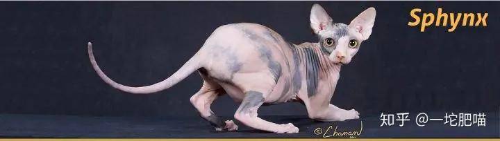 因为如何做猫舍│猫品种的选择