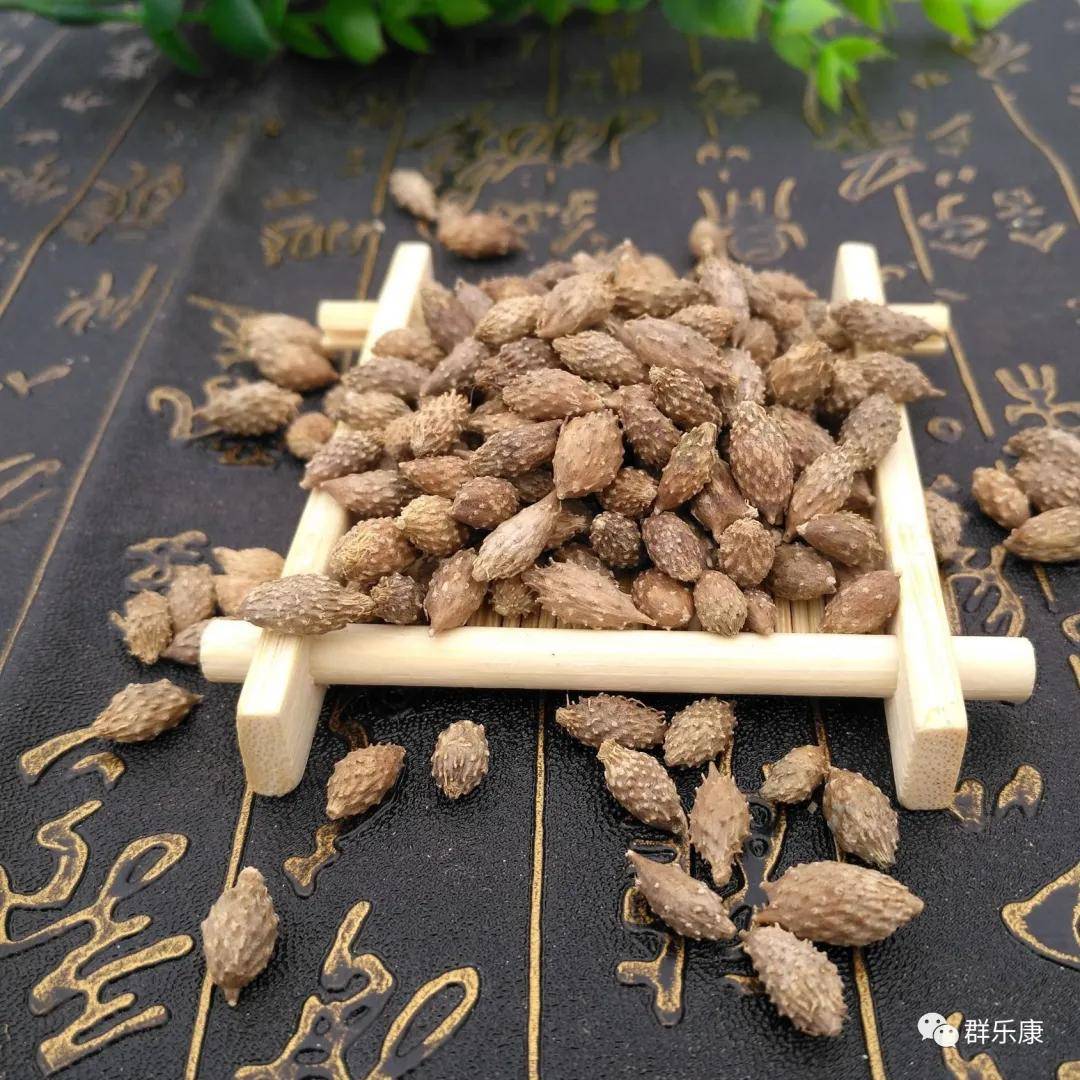 分享丨中药苍耳子的相关传说_河东村
