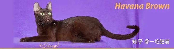 因为如何做猫舍│猫品种的选择