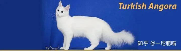 因为如何做猫舍│猫品种的选择