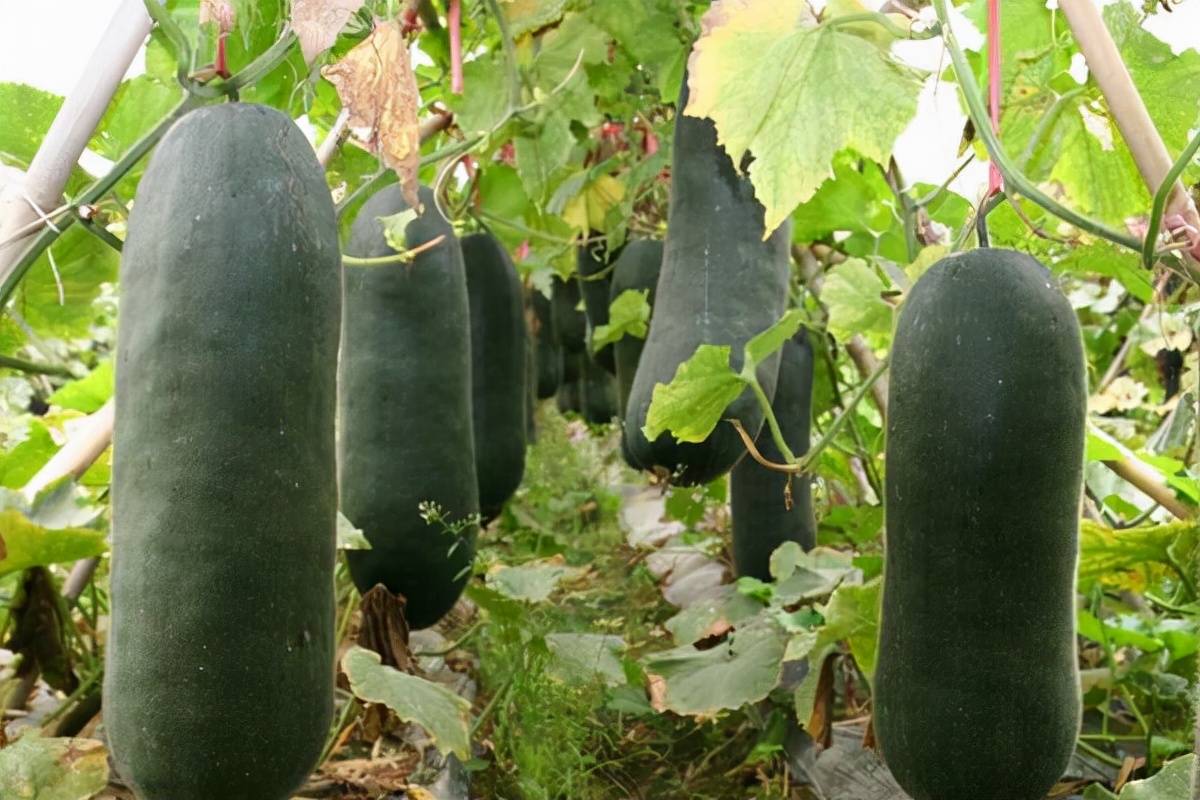 冬瓜日灼病该如何防治?_果实