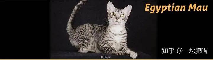 因为如何做猫舍│猫品种的选择