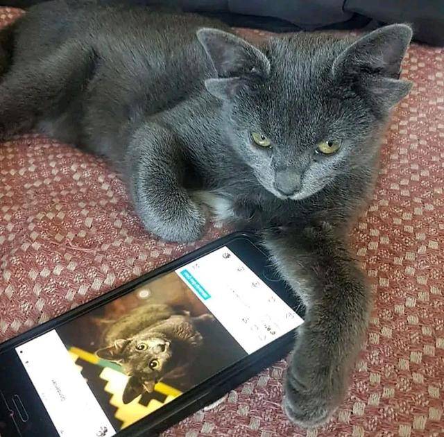 蓝猫因长了4个耳朵被抛弃,后遇好心女子收养,变成了一只网红喵 蓝猫因长了4个耳朵被抛弃,后遇好心女子收养,变成了一只网红喵