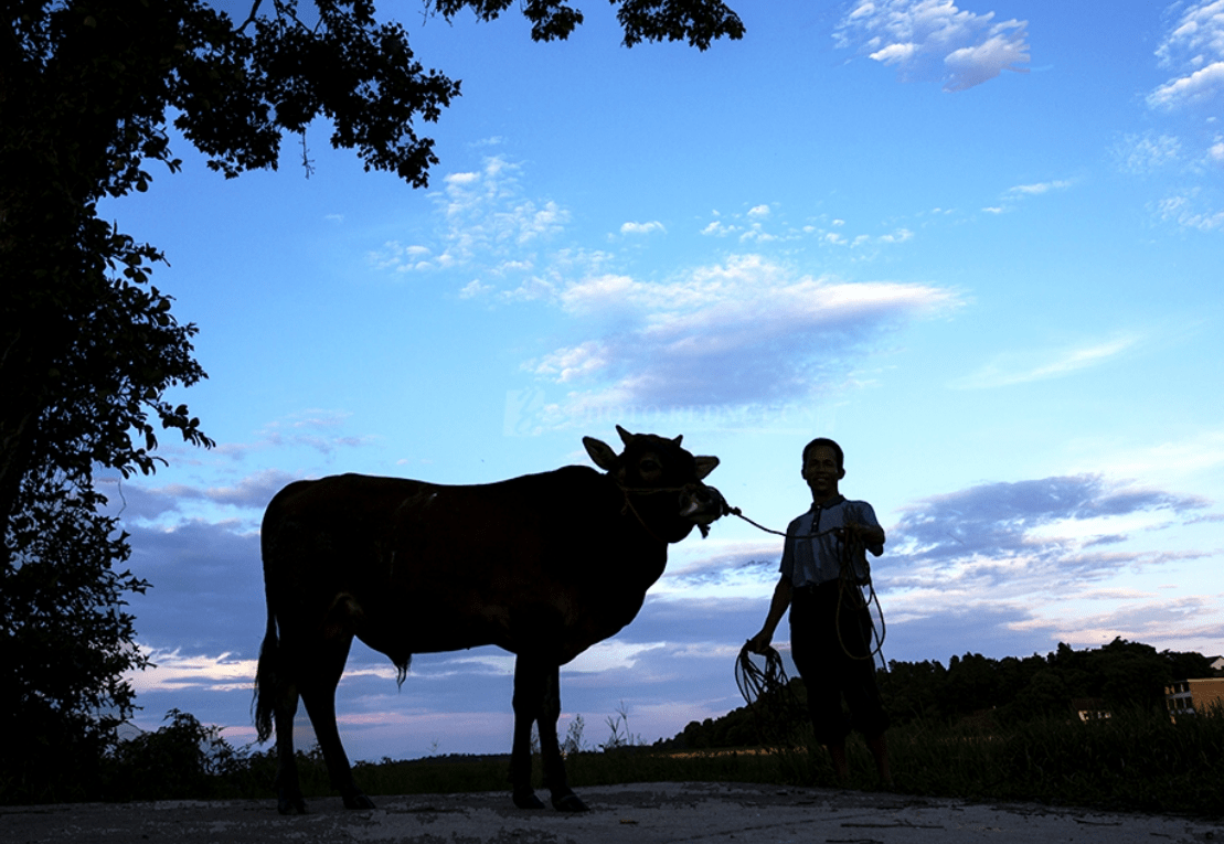 新中国成立后,十六岁的章贵有了识字的机会,他在帮人放牛时,偷偷在