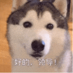 搞笑又可爱的表情包