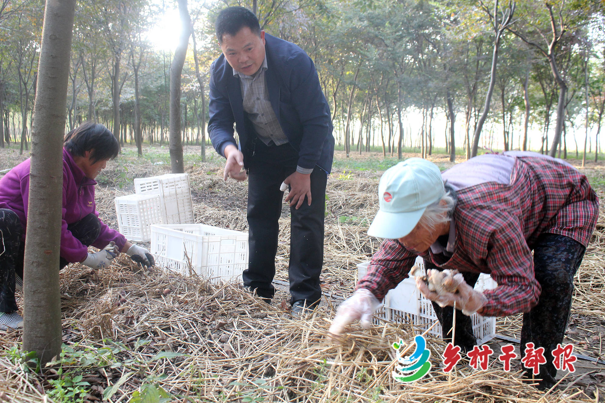 10月下旬,正是江苏省睢宁县姚集镇张尹村大球盖菇集中上市的时节.