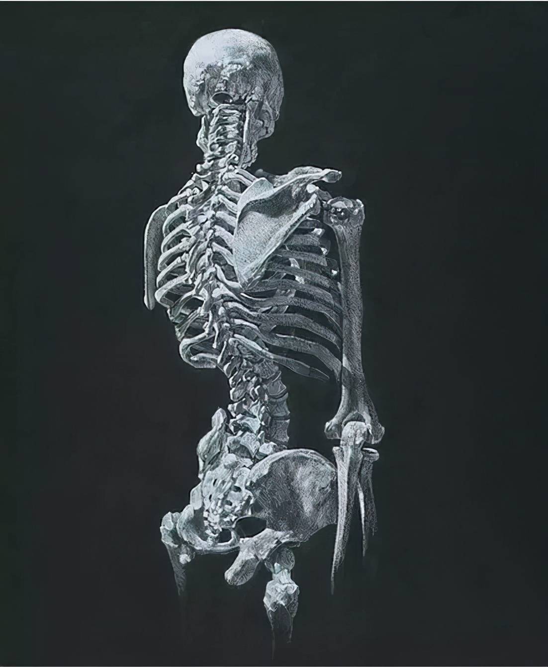 【全是干货】人体结构,你想要的全在这了!_动态