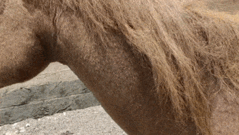 什么|马戴美瞳画眼线？太子妃升职记的马后期合成，骑马戏都是这么拍？！