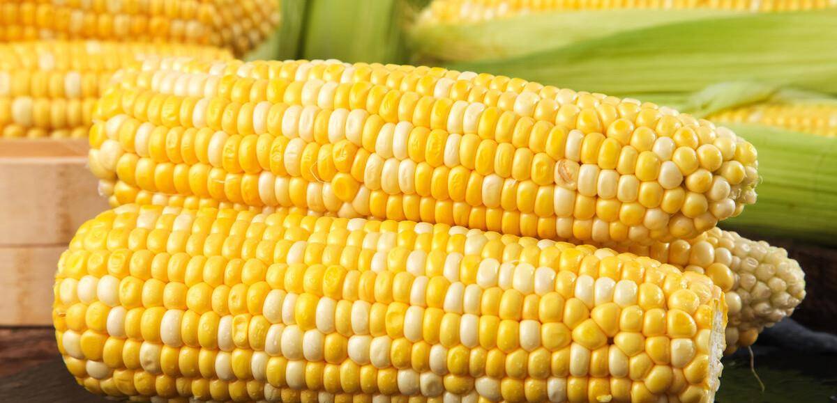 方法|保存玉米很簡單，教你正確方法，玉米久放依舊新鮮，味道好吃如初