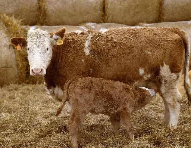 母牛怀孕六个月图图片