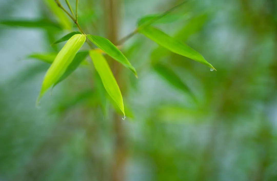 新竹高於舊竹枝的全詩