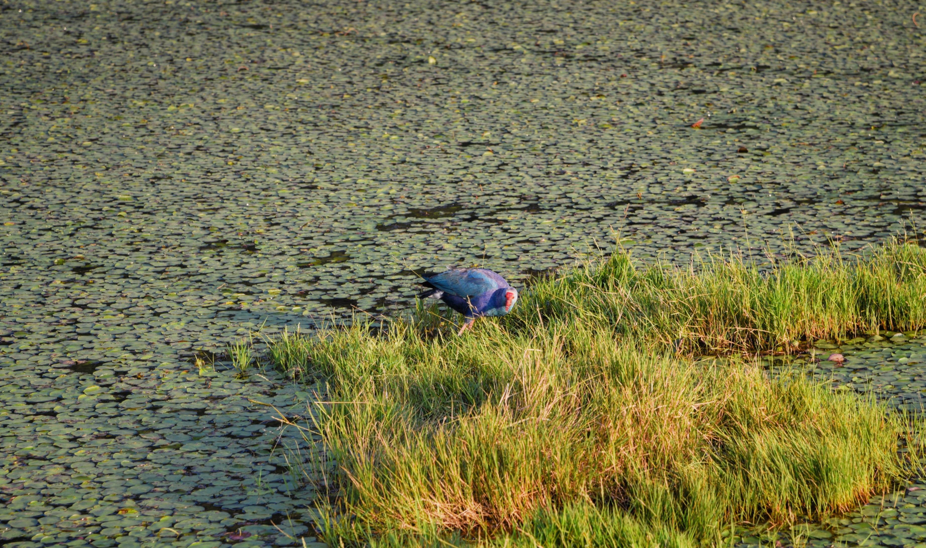 北海湿地不在广西而在云南？飞鸟成群碧波万倾，堪称水上大草原