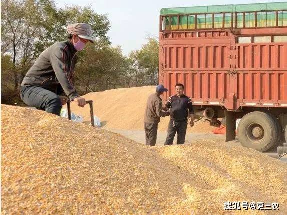 预警|猪价、粮价预警！11月20日生猪、玉米价格行情调整，上涨的前奏？