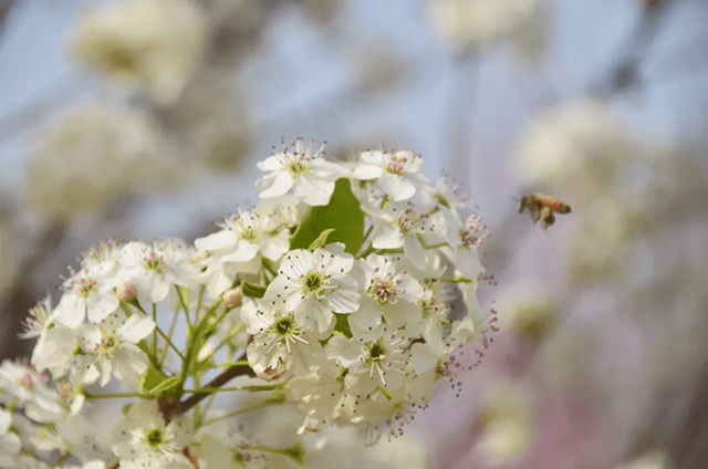 彩叶豆梨—极具潜力的新优乡土树种_叶片