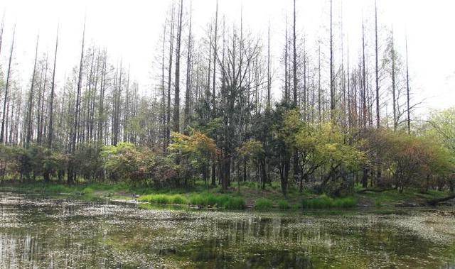 上海闹市中有处森林公园，既有丘陵湖泊草地，也有小桥流水景观