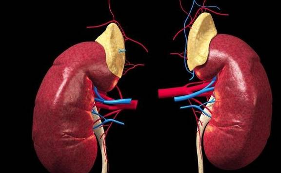 治疗|肾病不同时期重点要看的指标有哪些？看了你就知道了