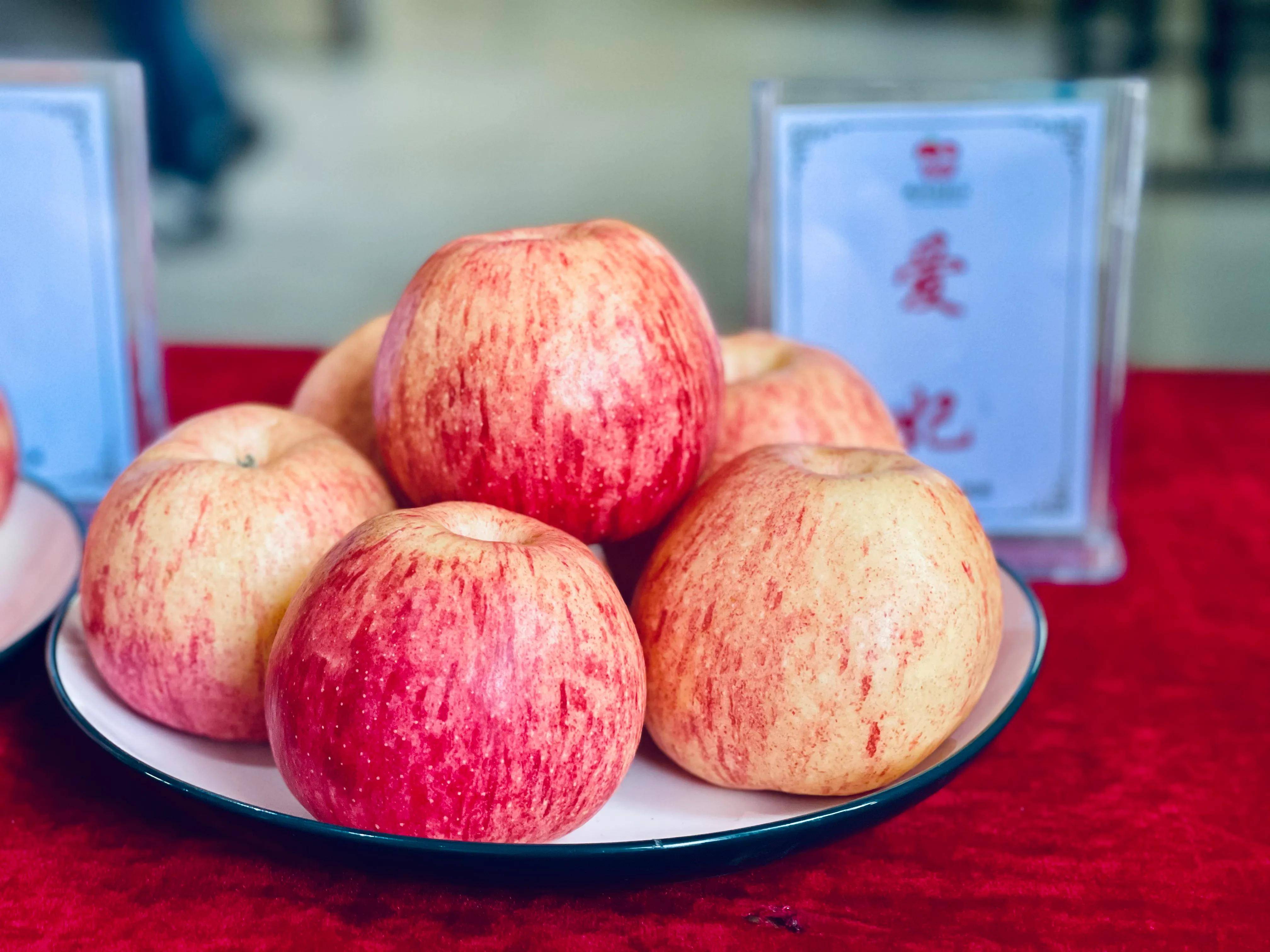 "大美鹑觚塬 长武苹果甜"——陕西果业产区行走进长武_田间管理