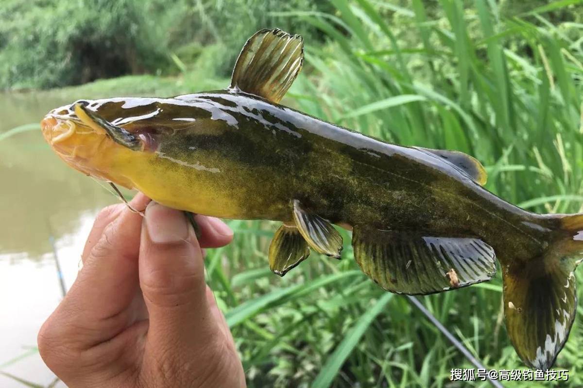 原创哪些淡水鱼有毒钓这几种淡水鱼时要小心因为它们的鱼鳍上有毒