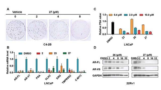 结果显示,化合物 xy101 可以抑制多种前列腺癌细胞的增殖与克隆形成