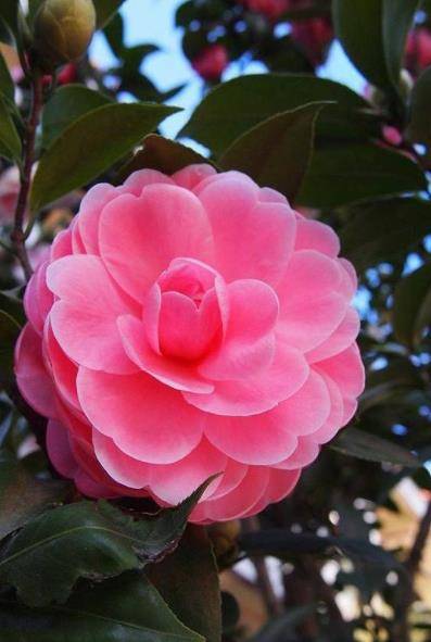 秋冬茶花有 3怕 掌握不当难开花 避开了花大色艳 开满枝头 养护