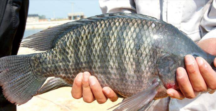 原创“罗非鱼王”！广东一男子夜钓收获巨型非洲鲫鱼，网友：真的吗？