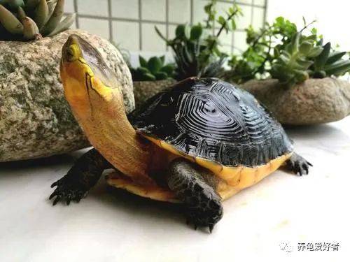 心心念念的龟高背细纹怎么培养?_水龟