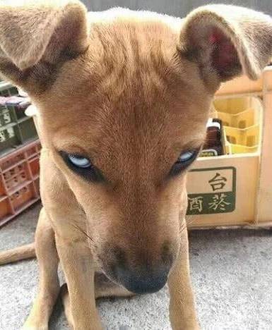 女子捡到只流浪狗，狗狗看她的眼神很不对劲，带回家开灯后害怕了！
