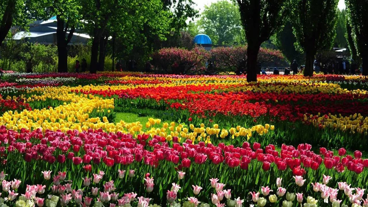 花卉园包含50多个品种植物花卉,有些国外引进品种,为了让大家在观赏的