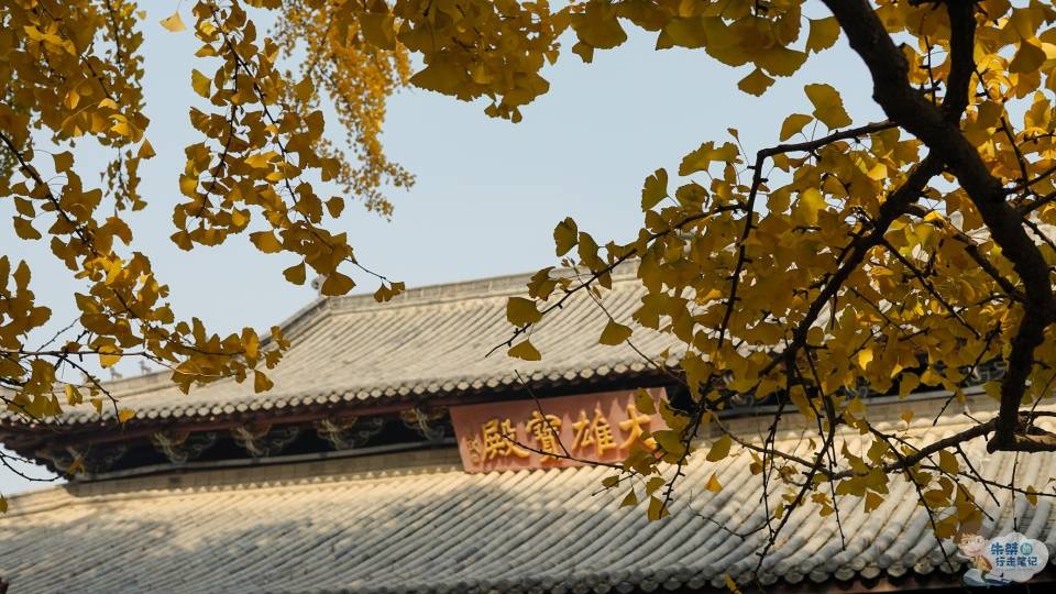 禅寺|安徽最美银杏观赏地，1300年银杏惊艳世人，曾为国家级博物馆所在地